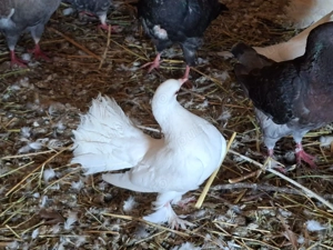 Porumbei voltați de ornament - imagine 3