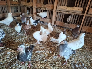 Porumbei voltați de ornament