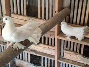 Porumbei voltați de ornament - imagine 4