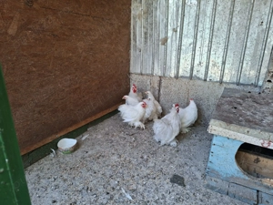 Cochinchina pitic alb - imagine 3