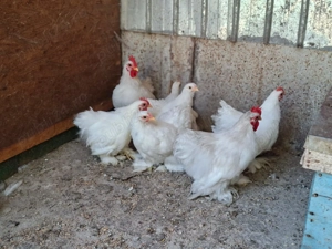 Cochinchina pitic alb