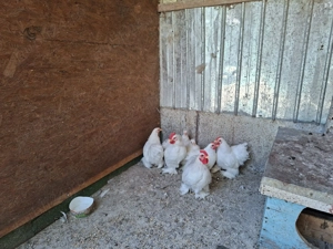 Cochinchina pitic alb - imagine 2