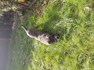 Femelă Cane Corso - imagine 2