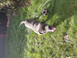 Femelă Cane Corso - imagine 3