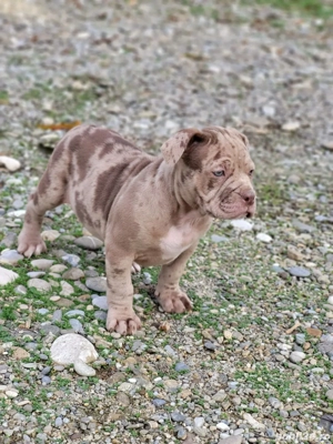 Fetita bully merle 