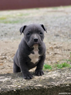 Puiuti Amstaff Blue 