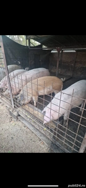 De vanzare porci de carne  - imagine 4