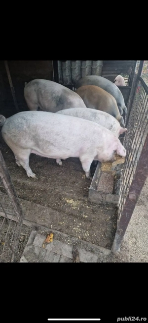 De vanzare porci de carne  - imagine 2