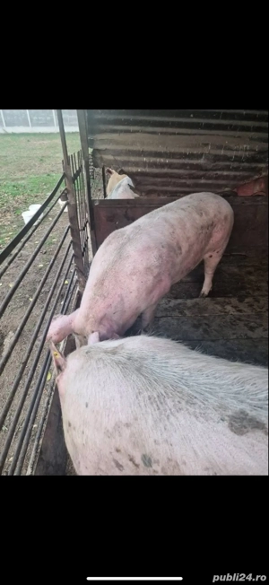 De vanzare porci de carne  - imagine 3