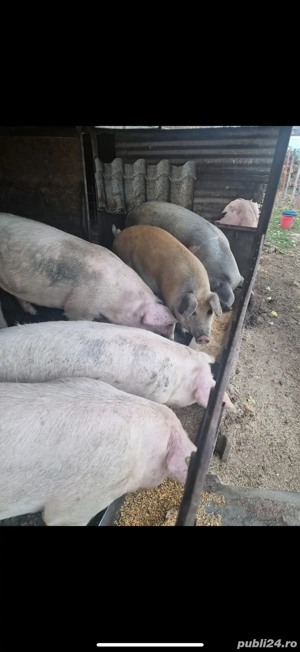 De vanzare porci de carne 