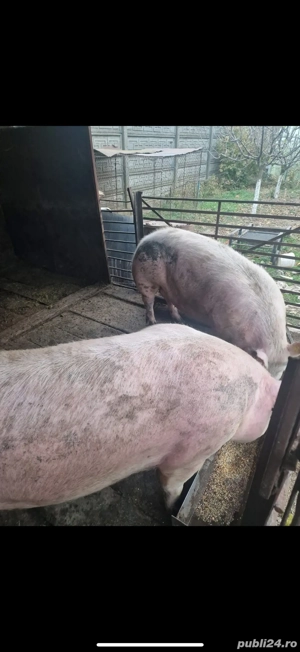 De vanzare porci de carne  - imagine 5