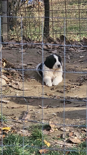 Ciobanesc de bucovina