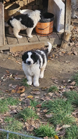 Ciobanesc de bucovina - imagine 2