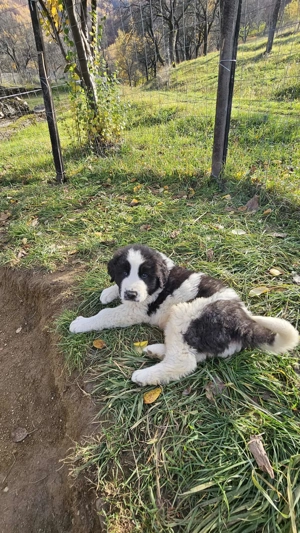 Ciobanesc de bucovina - imagine 4