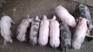 Purcei de vanzare strehaia