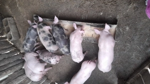 Purcei de vanzare strehaia - imagine 2