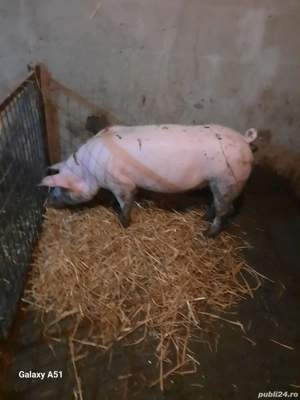 Porc disponibil pentru Crăciun 