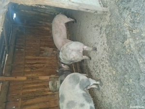 porci crescuti natural - imagine 3