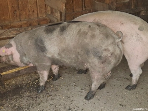 porci crescuti natural - imagine 2