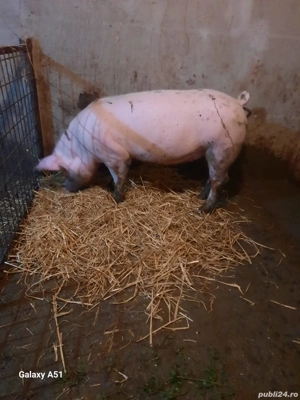 Porc de vânzare 