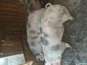 porci crescuti natural - imagine 4