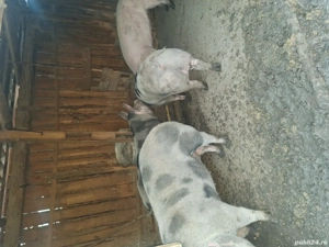 porci crescuti natural - imagine 5