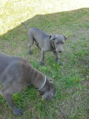 Dog german (marele danez) - imagine 4