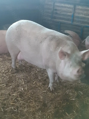 Vând porci  - imagine 2