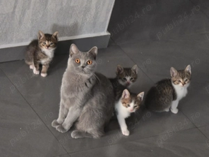 Vand pisici British Shorthair
