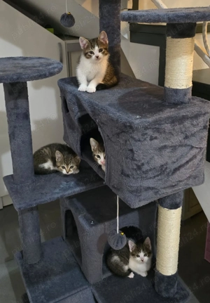 Vand pisici British Shorthair - imagine 3