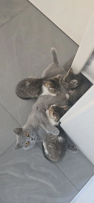 Vand pisici British Shorthair - imagine 4