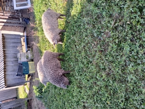 Porci mangalita - imagine 2