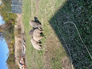 Porci mangalita - imagine 4