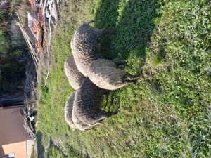 Porci mangalita - imagine 3