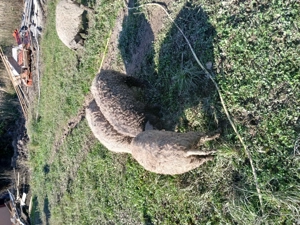 Porci mangalita - imagine 5