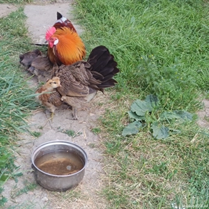 pereche găini phionix - imagine 4