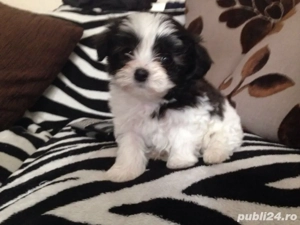 bichon havanez femela alb negru