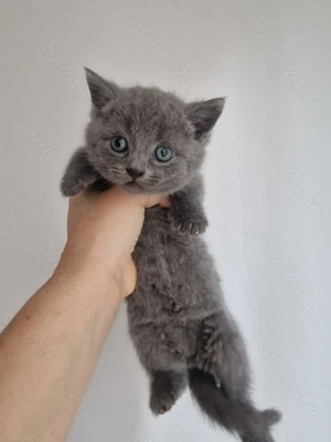 British shorthair 