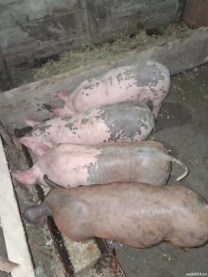 purcei de vanzare - imagine 2