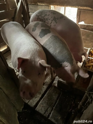 De vanzare 1 porc la alegere. - imagine 2