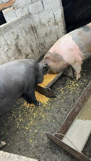 Porci de vanzare 130-200 kg