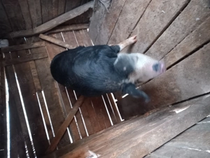 Vând Porci Cislau - imagine 2