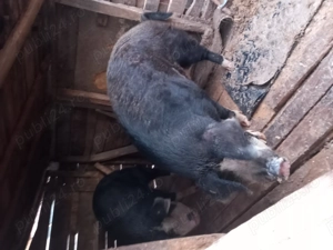 Vând Porci Cislau - imagine 3