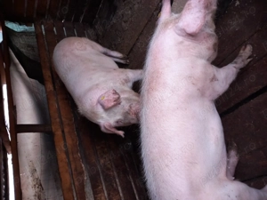 Vând Porci Cislau - imagine 5