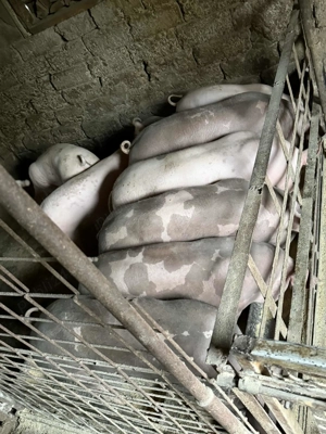 Porci de calitate pentru Craciun sau rotisor!  - imagine 2