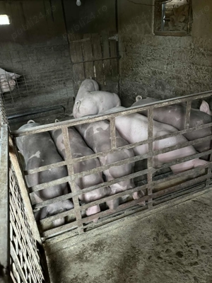 Porci de calitate pentru Craciun sau rotisor!  - imagine 3