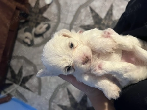 O fetiță disponibilă în Iași  - imagine 4