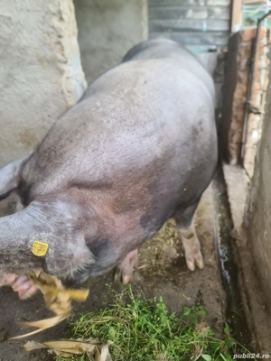 vand porci pentru craciun