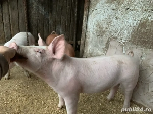 Purcei de vanzare- 1 la alegere
