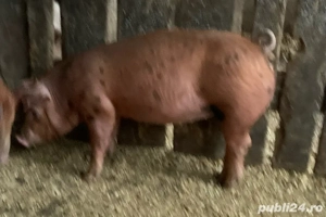 Purcei de vanzare- 1 disponibil